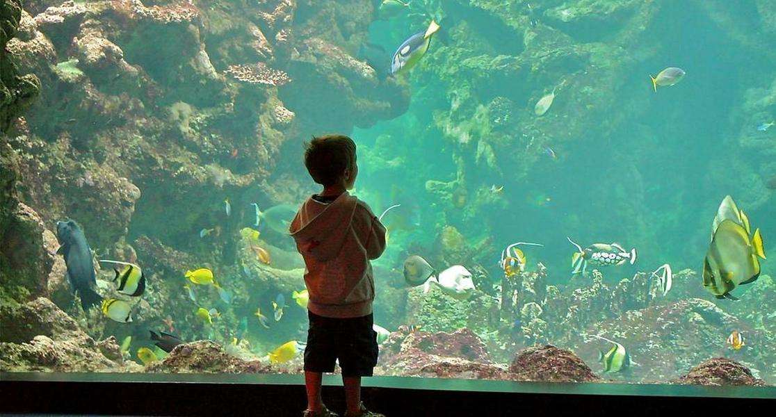 Oceanopolis tarif, informations et bons plans