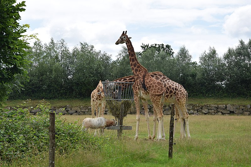 Zoo de Branféré, ma visite du parc zoologique